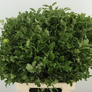 Pittosporum Green 50 cm