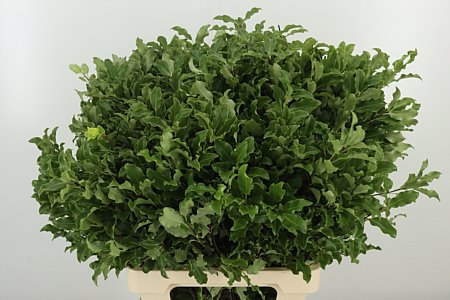 Pittosporum Green 50 cm