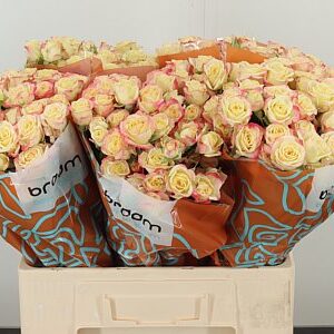 R Tr Candelicious – čerstvý rezaný kvet, dĺžka: 60 cm, pôvod: ET