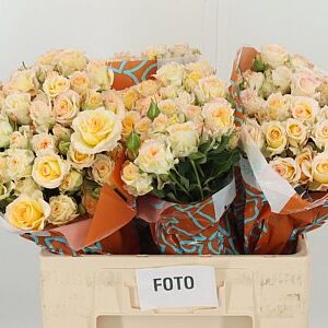 R Tr Sweet Chablis – čerstvý rezaný kvet, dĺžka: 60 cm, pôvod: ET