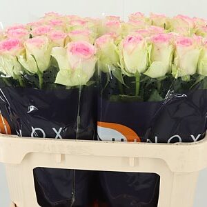 R Gr Pink Journey – čerstvý rezaný kvet, dĺžka: 70 cm, pôvod: KE
