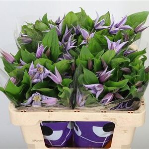 Clematis Star River Lilac – čerstvý rezaný kvet, dĺžka: 50 cm, pôvod: TZ