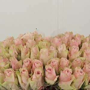 R Gr Pink Athena – čerstvý rezaný kvet, dĺžka: 35 cm, pôvod: KE