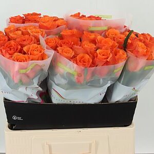 R Gr Orange Wave – čerstvý rezaný kvet, dĺžka: 60 cm, pôvod: KE