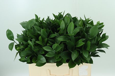 Dec Ruscus Hypophyllum – čerstvý rezaný kvet, dĺžka: 50 cm, pôvod: IL