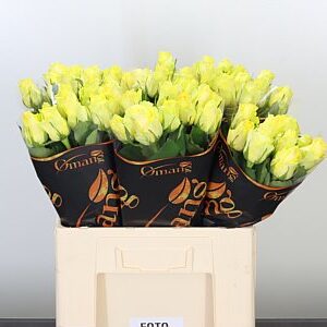 Ruža Gr Minion 60 cm