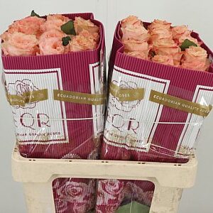 R Eq Garden Princess Crown – čerstvý rezaný kvet, dĺžka: 50 cm, pôvod: EC