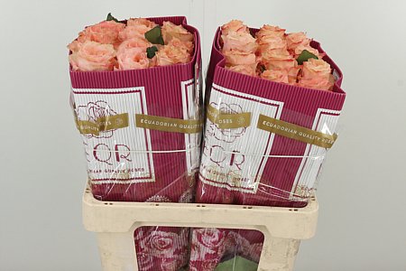 R Eq Garden Princess Crown – čerstvý rezaný kvet, dĺžka: 50 cm, pôvod: EC