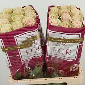 R Eq Pink Mondial – čerstvý rezaný kvet, dĺžka: 60 cm, pôvod: EC