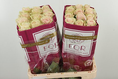 R Eq Pink Mondial – čerstvý rezaný kvet, dĺžka: 60 cm, pôvod: EC