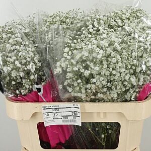Gyps Pa Xlence – čerstvý rezaný kvet, dĺžka: 70 cm, pôvod: KE