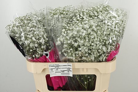 Gyps Pa Xlence – čerstvý rezaný kvet, dĺžka: 70 cm, pôvod: KE