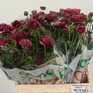 Ran Mag Raspberry – čerstvý rezaný kvet, dĺžka: 60 cm, pôvod: KE