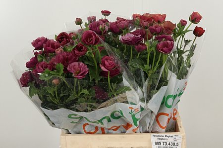 Ran Mag Raspberry – čerstvý rezaný kvet, dĺžka: 60 cm, pôvod: KE