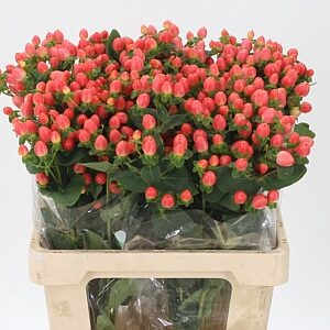 Hypericum Magical Royal Princess 60 cm