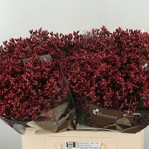 Limonium Sin Maxima Diamond s bielymi kvietkami
