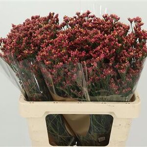 Limonium Sin Maxima Diamond s bielymi kvietkami