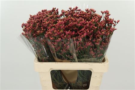 Limonium Sin Maxima Diamond s bielymi kvietkami