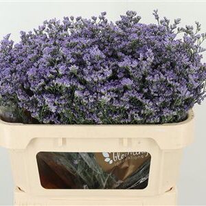 Limon Maine Blue – čerstvý rezaný kvet, dĺžka: 70 cm, pôvod: KE
