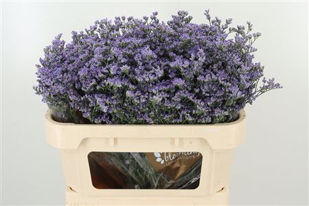 Limonium Maine Blue s modrými kvietkami na stonke