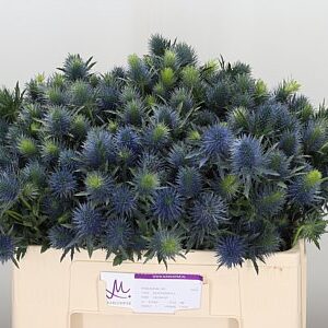 Eryngium Supernova rezaný kvet