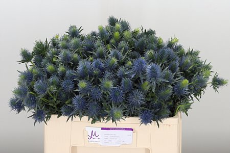 Eryngium Supernova – čerstvý rezaný kvet, dĺžka: 50 cm, pôvod: KE