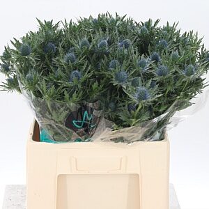 Eryngium Aquarius Qstar sýtomodrej farby