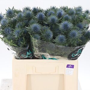 Eryngium Magnetar Qstar 40 cm