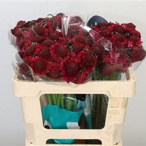 Scabiosa Dark Cherry Scoop – čerstvý rezaný kvet, dĺžka: 50 cm, pôvod: KE