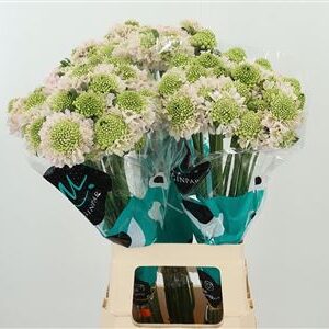 Scabiosa Vanilla Blush Baby Pink – čerstvý rezaný kvet, dĺžka: 70 cm, pôvod: KE