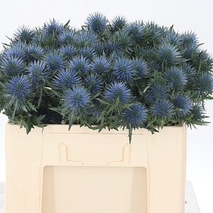 Eryngium Magnetar Qstar 40 cm