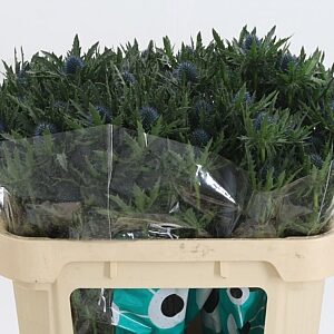 Eryngium Aquarius Qstar sýtomodrej farby