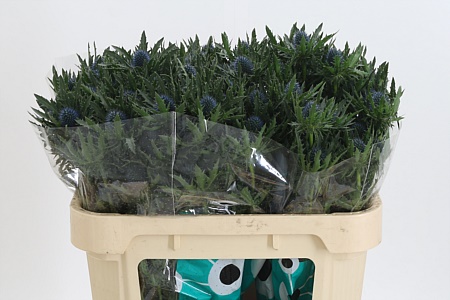 Eryngium Aquarius Qstar sýtomodrej farby