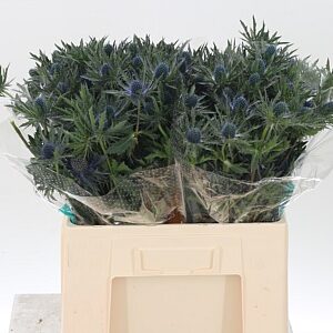 Eryngium Orion Qstar s modro-fialovými súkvetiami