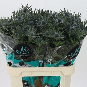 Eryngium Orion Qstar s modro-fialovými súkvetiami