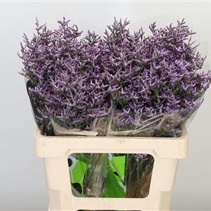 Limon Saf Lilac – čerstvý rezaný kvet, dĺžka: 60 cm, pôvod: KE