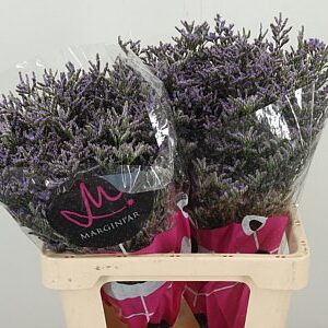 Limonium Skylight Silver rezaný kvet