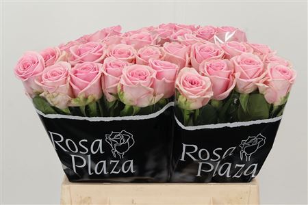 Ruža Heaven 40 cm