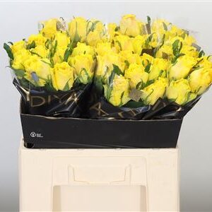 R Gr Golden Smile – čerstvý rezaný kvet, dĺžka: 60 cm, pôvod: KE