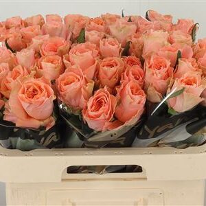 R Gr Charming Reeva – čerstvý rezaný kvet, dĺžka: 60 cm, pôvod: KE