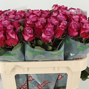 Ruža Grand Prix Deep Purple 70 cm