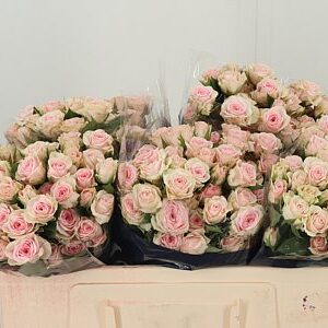R Tr Severina – čerstvý rezaný kvet, dĺžka: 50 cm, pôvod: KE