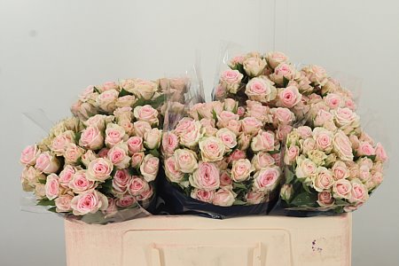 R Tr Severina – čerstvý rezaný kvet, dĺžka: 50 cm, pôvod: KE