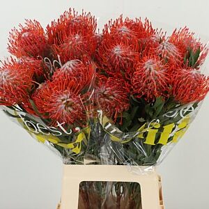 Leucadendron Tango rezaný kvet