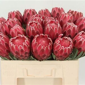 Protea Venus rezaný kvet