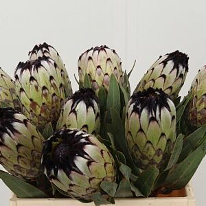 Protea Niobe rezaný kvet