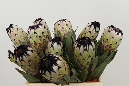 Protea Niobe rezaný kvet
