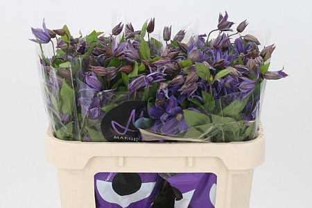 Clematis Amazing Geneva Blue – čerstvý rezaný kvet, dĺžka: 70 cm, pôvod: TZ