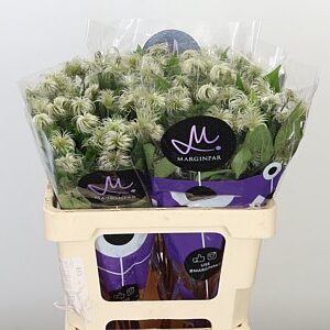 Clematis Amazing Kibo Seed – čerstvý rezaný kvet, dĺžka: 60 cm, pôvod: TZ