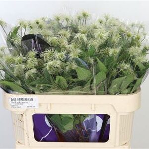 Plamienok Amazing Kansas White s bielymi kvetmi